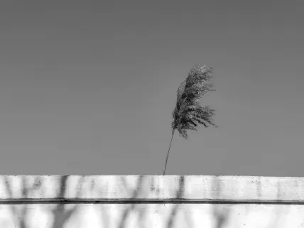 Casino Napoli App Mobile